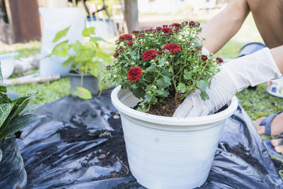 Midsection of woman holding potted plant