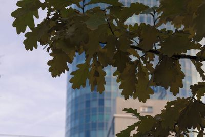 Low angle view of trees against sky