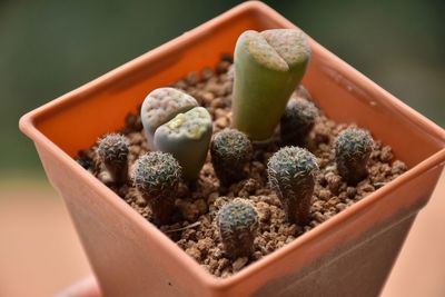 Close-up of succulent plant in pot