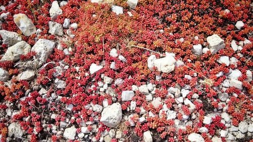 Low angle view of pink flowers