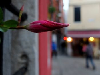 Close-up of pink flower