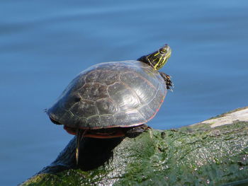 Turtle in water