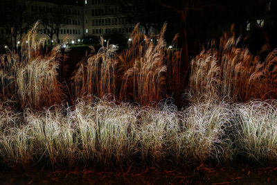 Illuminated grass at night