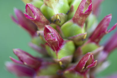 Close-up of pink flower buds growing in park