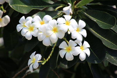 Close-up of white flowering plant