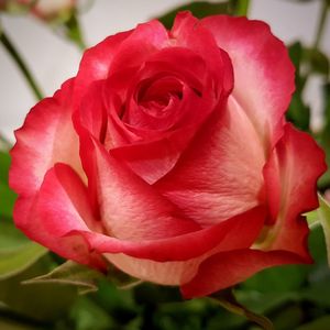 Close-up of pink rose