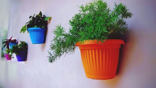 Close-up of potted plant against wall