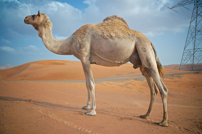 View of a desert