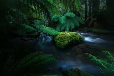 Scenic view of waterfall in forest