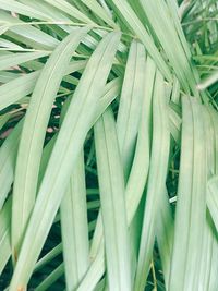 Full frame shot of plants