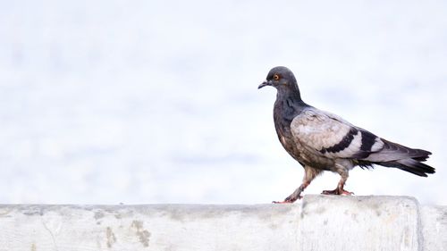 Close-up of bird perching on wall