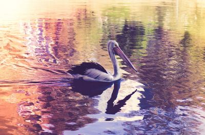 Duck swimming in a lake