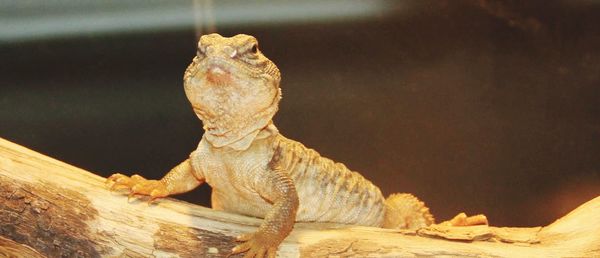 Close-up of animal sculpture