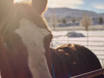 Close-up of a horse with sun flare