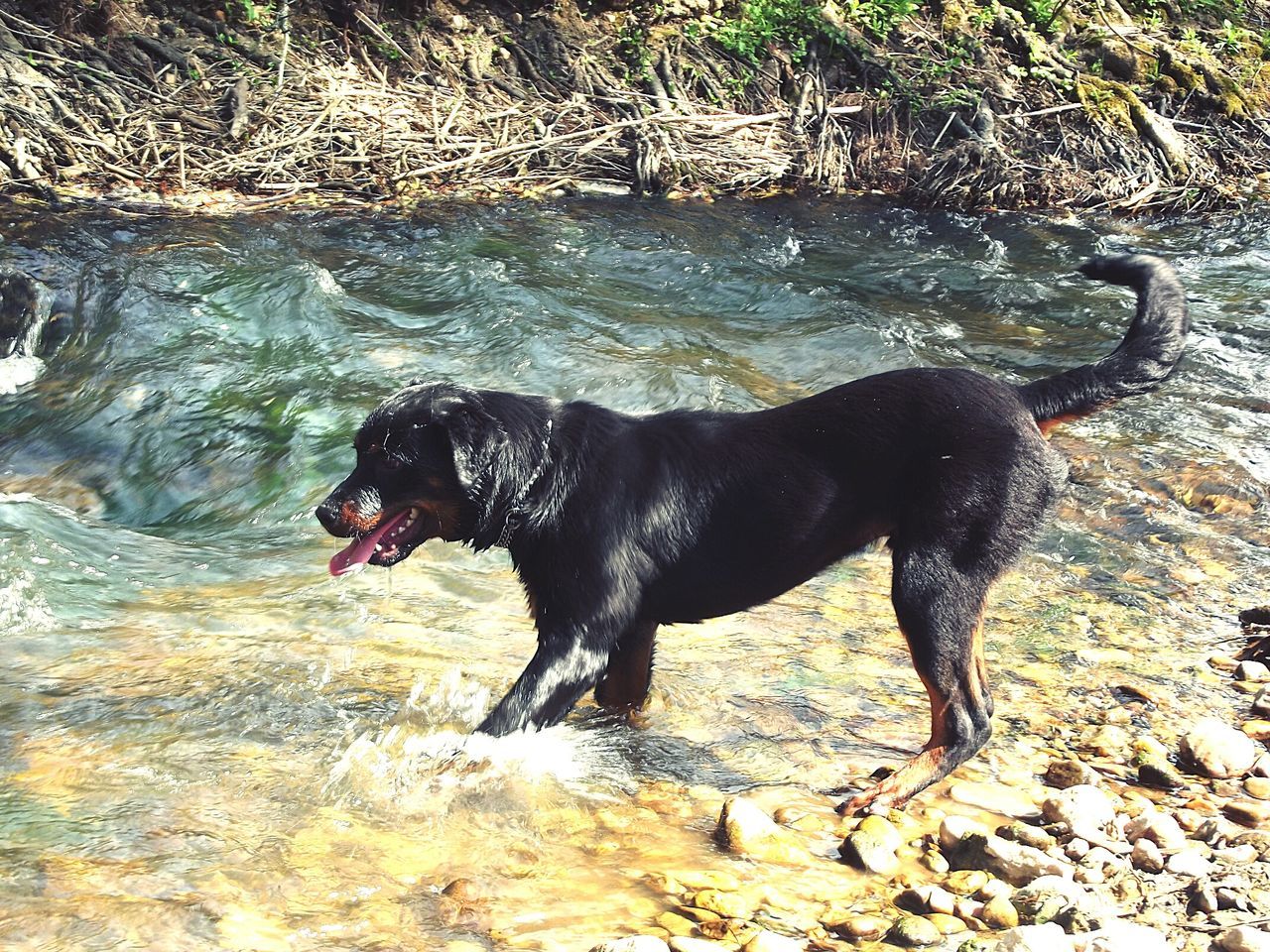 animal themes, mammal, one animal, domestic animals, black color, water, full length, standing, side view, dog, nature, zoology, two animals, pets, rock - object, animal, outdoors, black, field, day