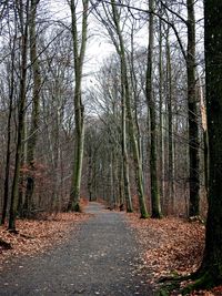 Trees in forest during autumn