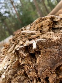 Close-up of tree trunk