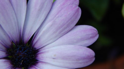 Close-up of purple flowers blooming outdoors