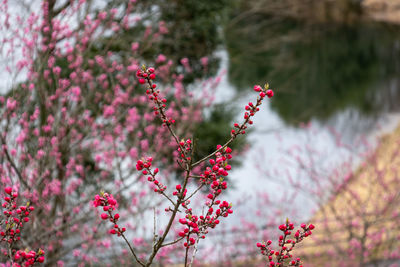 Close-up of flowering plant