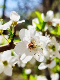 Close-up of white cherry blossom