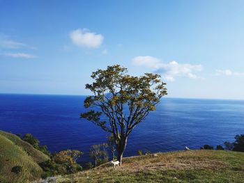 Scenic view of sea against sky