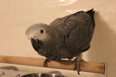 Close-up of parrot perching on wood