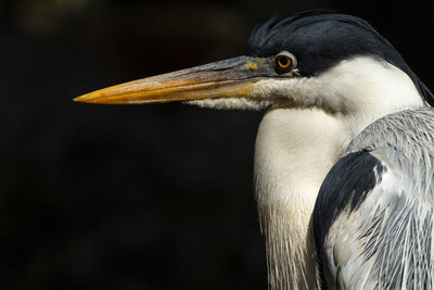 Close-up of a bird