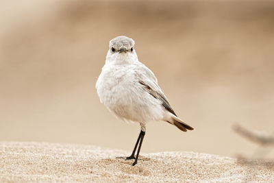 Close-up of oenanthe deserti perching on sand - desert namib africa 