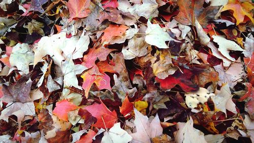 Close-up of red maple leaves