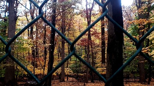 Trees seen through chainlink fence in forest