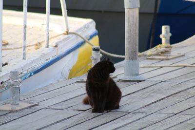 Cat sitting outdoors