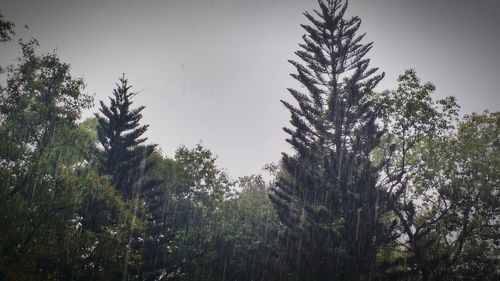 Low angle view of trees against clear sky