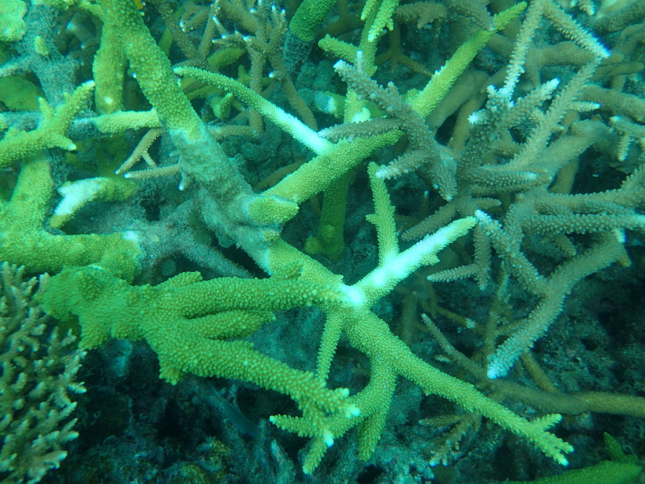 CLOSE-UP OF CORAL IN SEA