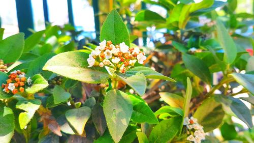 Close-up of flowers blooming outdoors