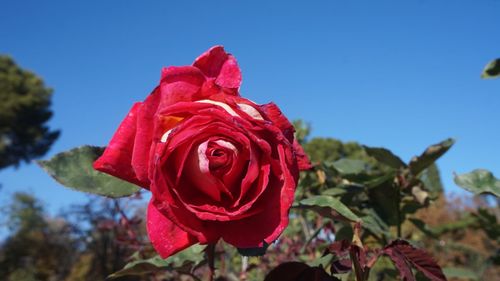Close-up of red rose blooming outdoors