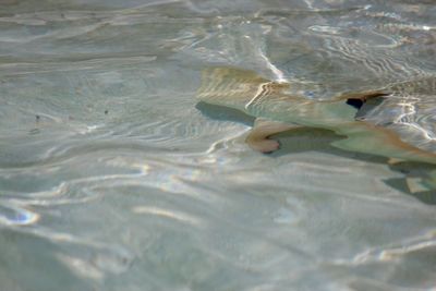 High angle view of blacktip reef shark swimming in sea