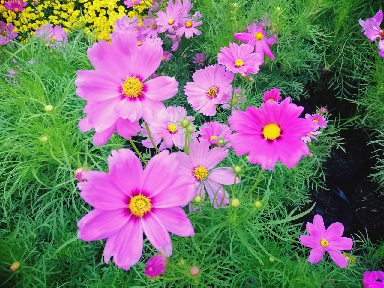 HIGH ANGLE VIEW OF PINK FLOWERING PLANT IN FIELD