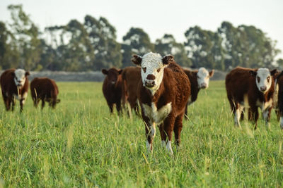 Horse grazing on field