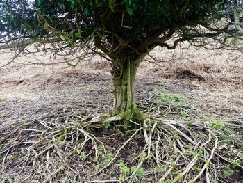 Plant growing on field