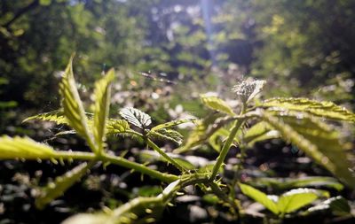 Close-up of plant