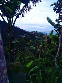 Plants growing on land against sky