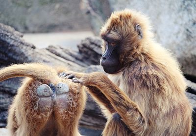 Close-up of monkey