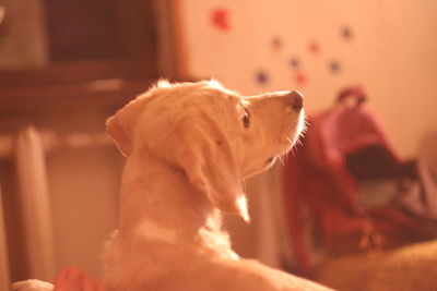 Close-up of a dog looking away