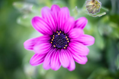 Close-up of pink flower