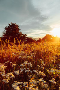 Plants growing on field against sky at sunset