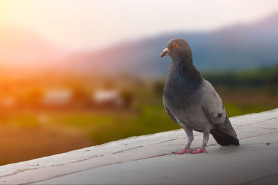 Close-up of seagull perching on railing