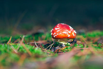 nature