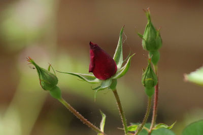 Close-up of red flowering plant