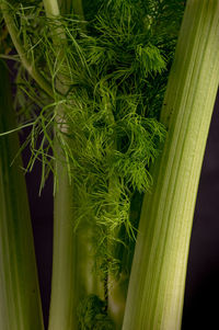 Close-up of plants