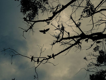 Low angle view of silhouette tree against sky